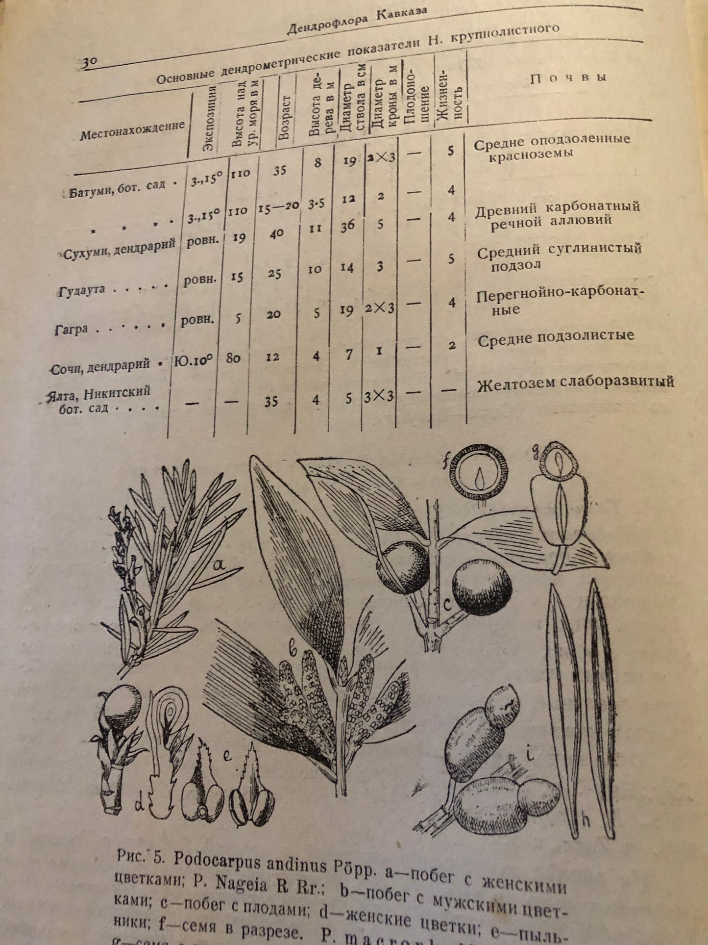 ДЕНДРОФЛОРА КАВКАЗА 1