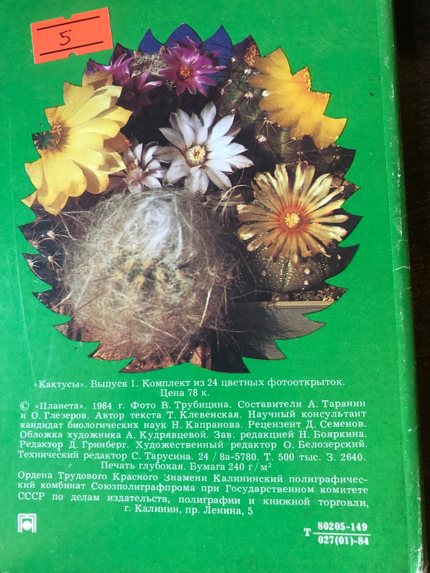 КАКТУСЫ