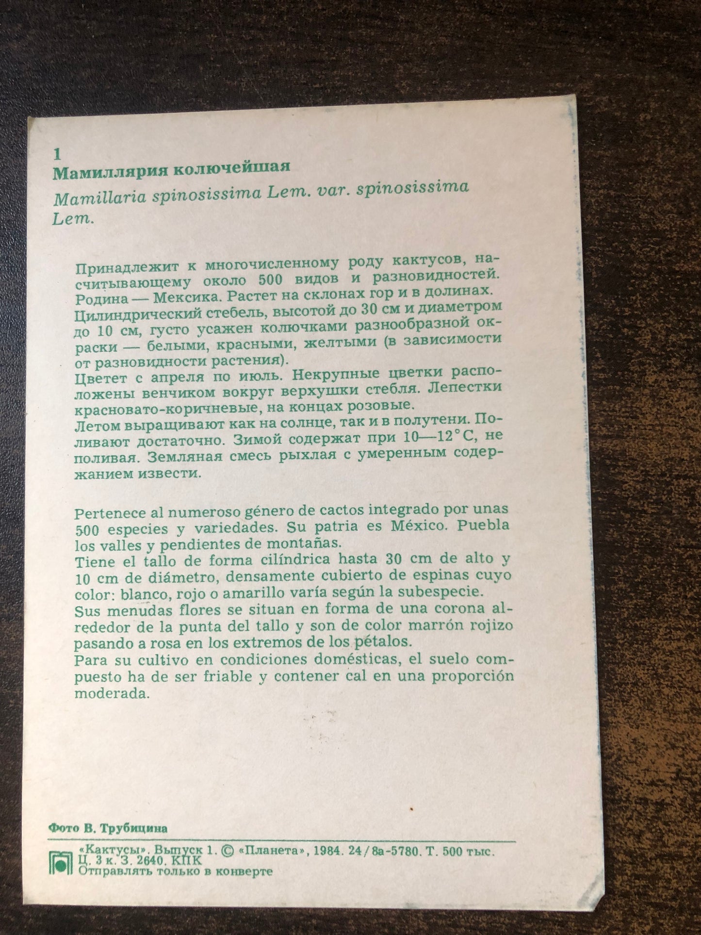 КАКТУСЫ