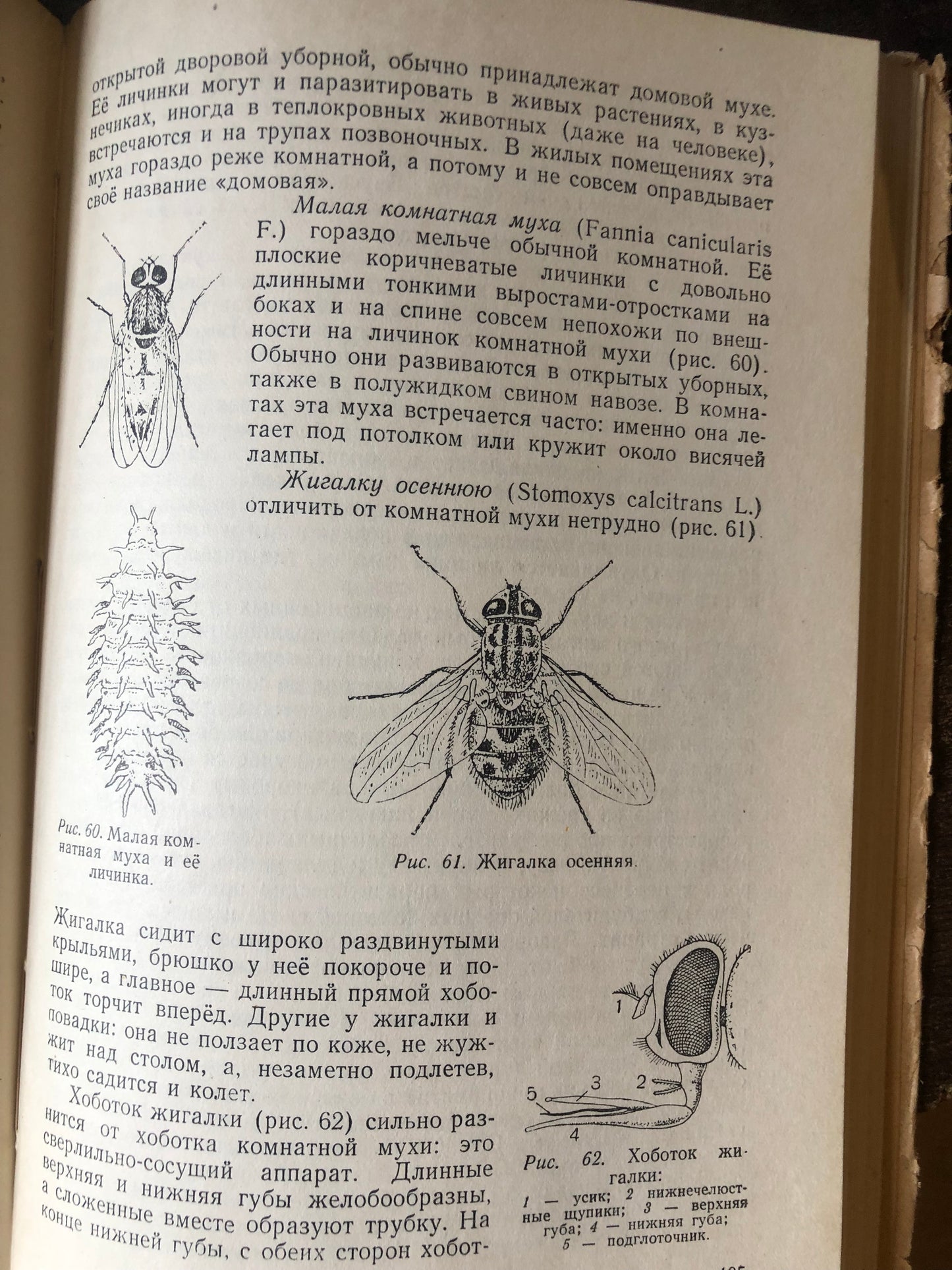 КРАТКАЯ ЭНТОМОЛОГИЯ