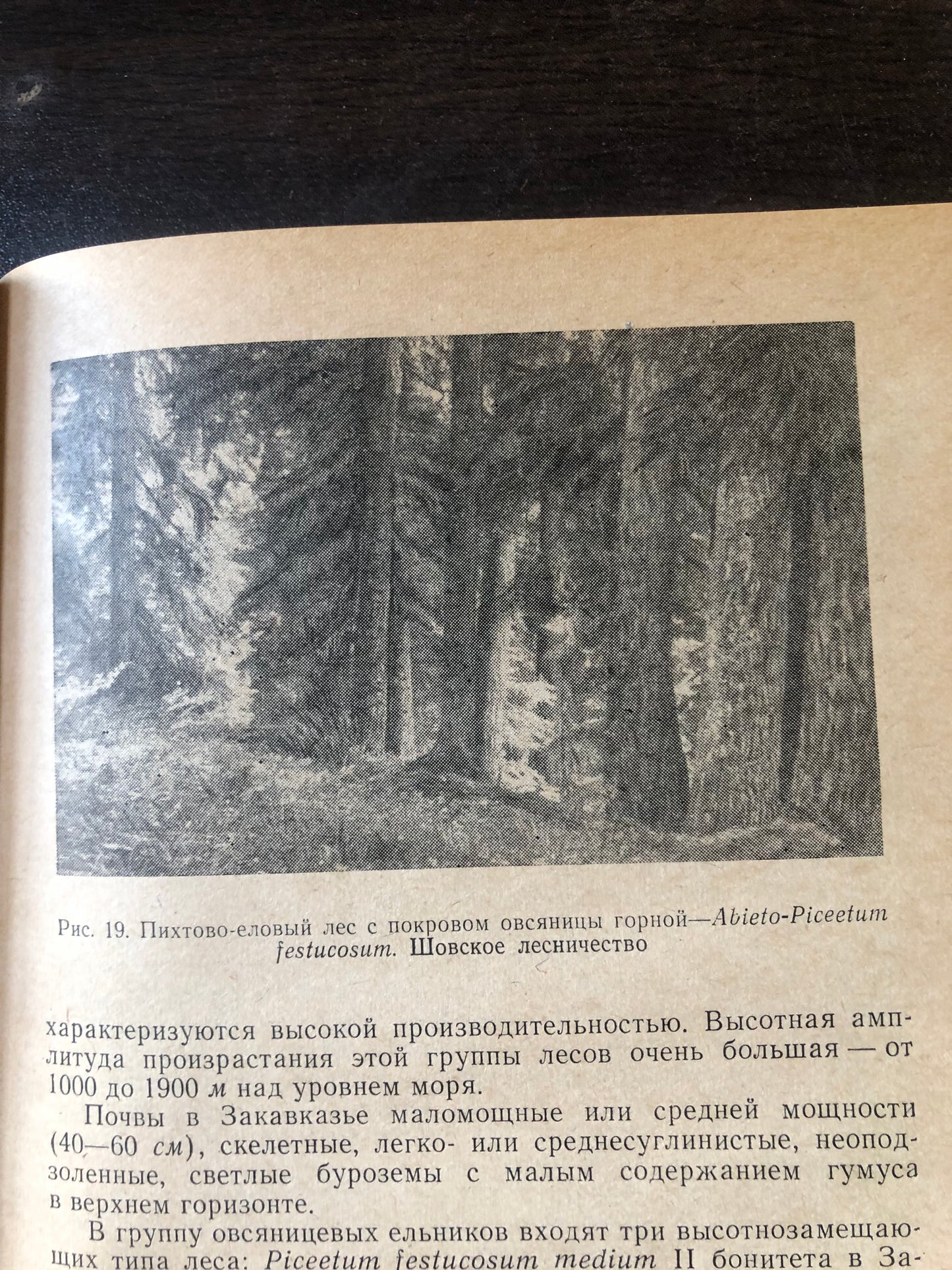 ТЕМНОХВОЙНЫЕ ЛЕСА КАВКАЗА