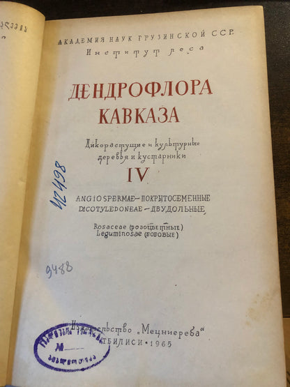 ДЕНДРОФЛОРА КАВКВЗА 4