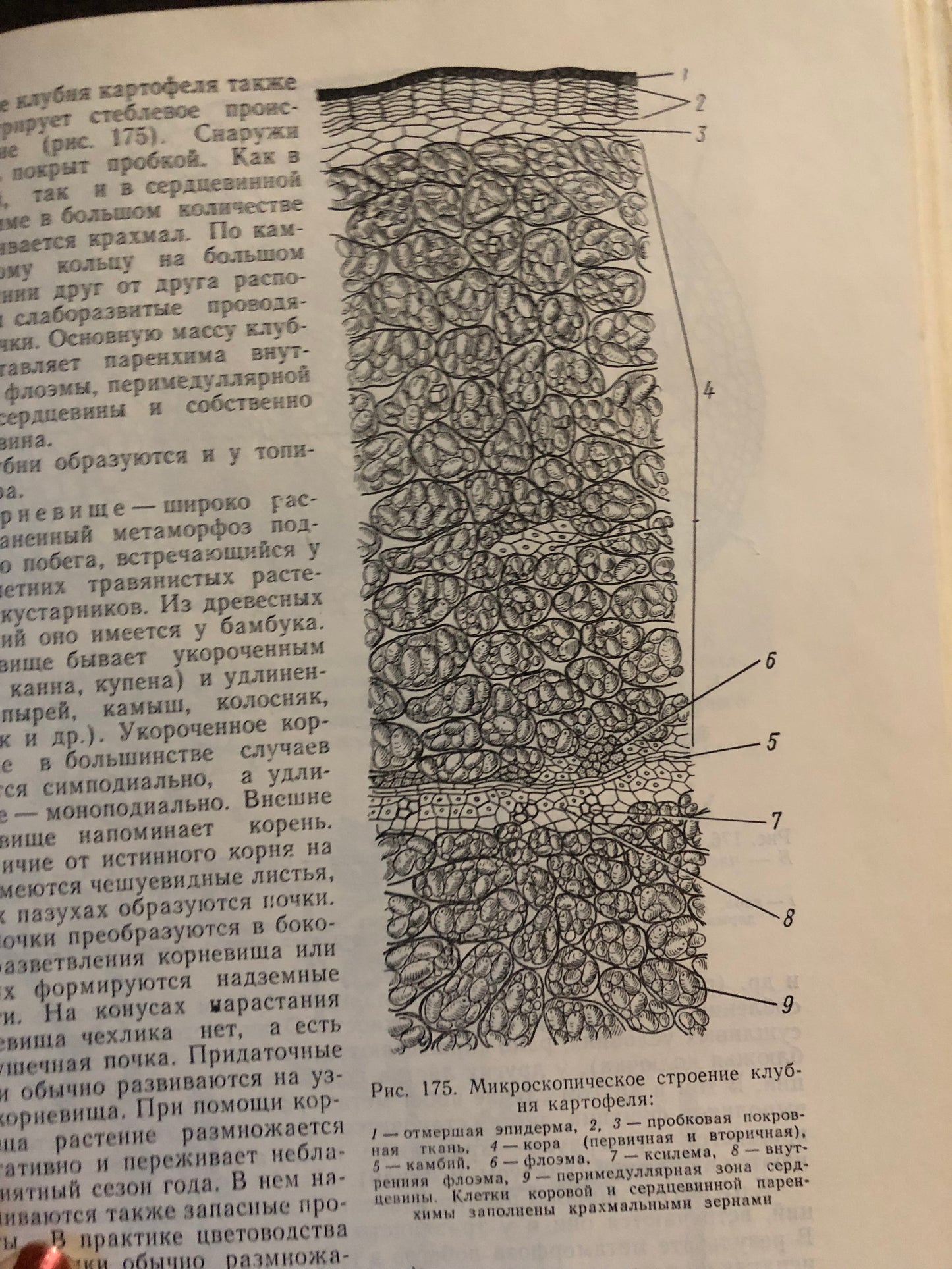 АНАТОМИЯ И МОРФОЛОГИЯ РАСТЕНИЙ. АВТОР: В. Х. ТУТАЮК