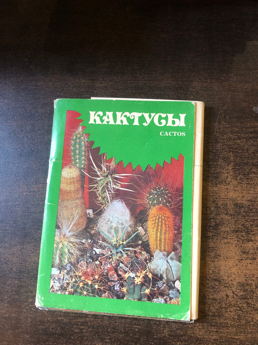 КАКТУСЫ