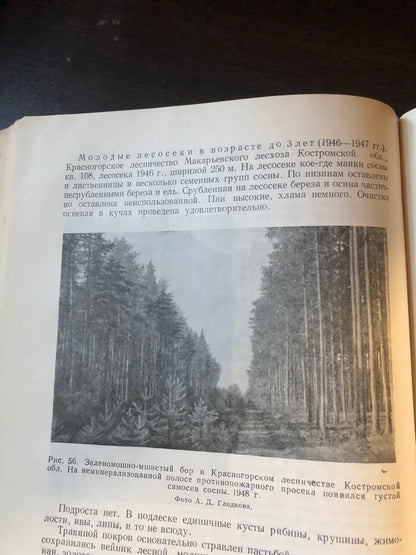 ЕСТЕСТВЕННОЕ ВОЗОБНОВЛЕНИЕ НА КОНЦЕРТРИРОВАННЫХ ВЫРУБКАХ